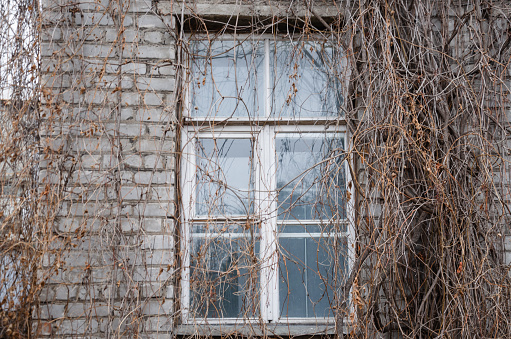 old brick wall with a window with dry climbing plants. High quality photo