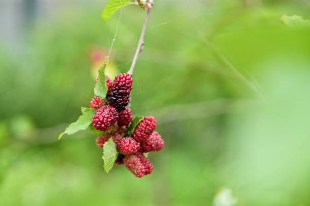 In Taiwan, mulberries are ripe in spring, offering sweet and sour red berries packed with vitamins, minerals, and fiber. They can be eaten fresh or used to make juice, jam, or wine.