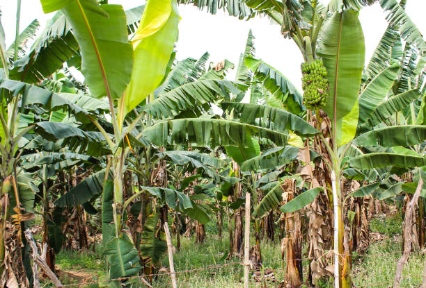istock Banana trees at Indian field 2087881759