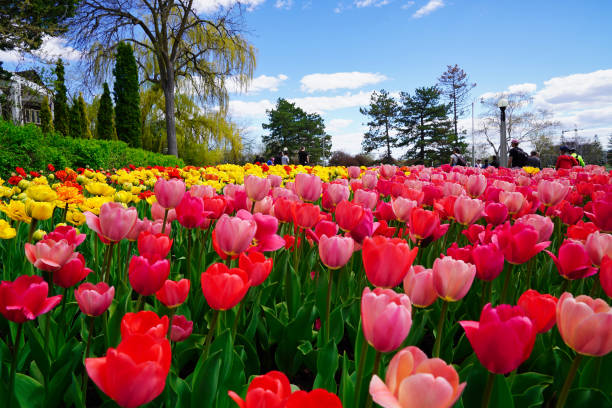 istock Pink and Yellow Tulips 2087896207