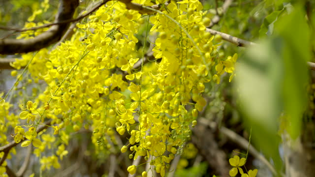 the golden shower flower Indian laburnum plant Kanikonna ,