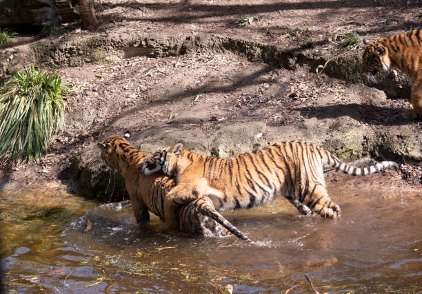 istock the young tigers are playing in the water 2087913461