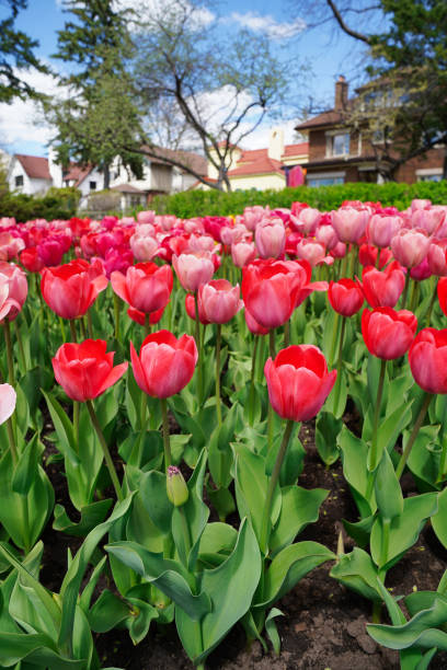 pretty pink tulips - ottawa tulip festival ストックフォトと画像