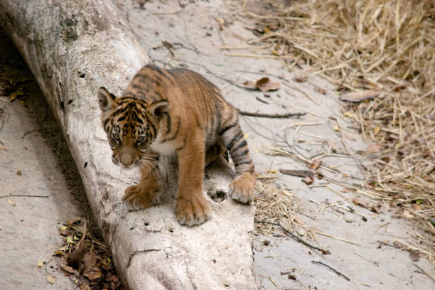 istock the tiger is sitting resting 2087916553