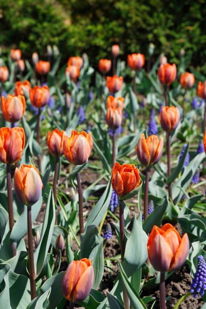 istock Orange Tulips with Bluebells 2087916676