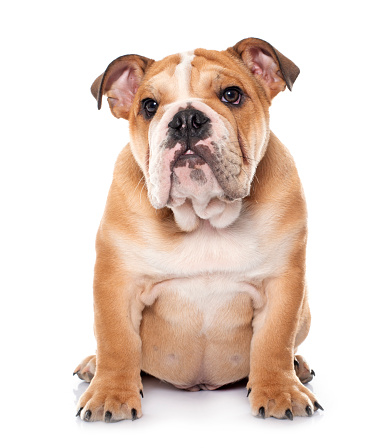 young english bulldog in front of white background