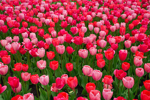 Bright Pink Tulips extravaganza with burst of colors  at the Ottawa Tulip Festival in Commissioners Park, Ottawa,Canada