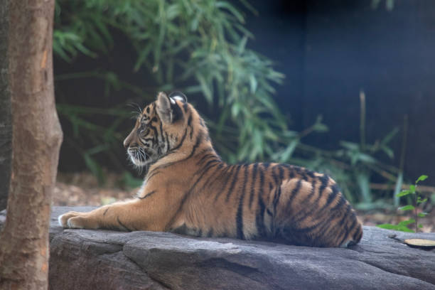 Tiger cubs are born small, blind, and weak. They're born with all their stripes and drink their mother's milk until they are six months old and then only eat meat.