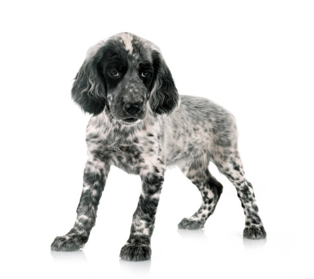 istock puppy english setter 2087920931