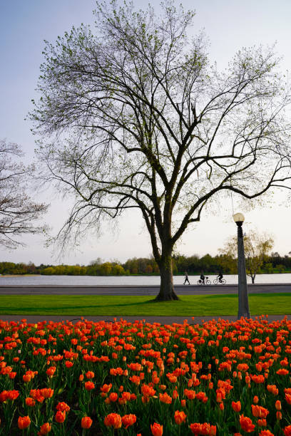 Rows of red tulips on a green lawn in the Boston Common. America's oldest park in May. May. Part of the Historic Boston Freedom Trail
