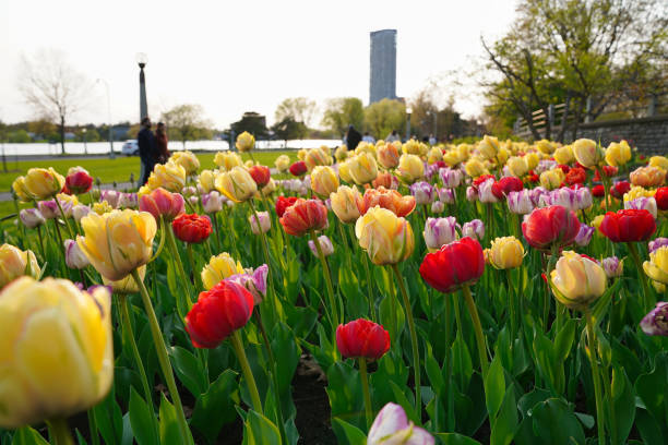 istock Orange and yellow tulips 2087941718