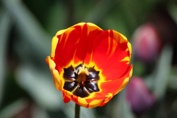 Bright Red Tulip with yellow borders and scarlet inner base in sharp focus at the Ottawa Tulip Festival in Commissioners Park, Ottawa,Canada
