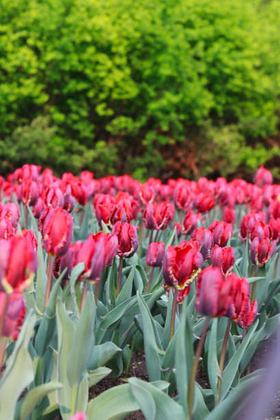 明るいワイン色のチューリップ - ottawa tulip festival ストックフォトと画像