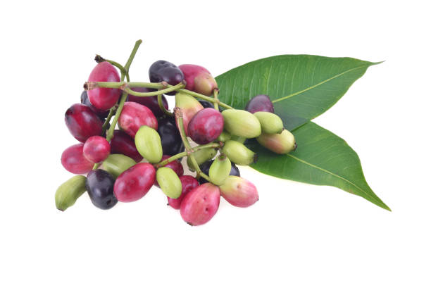 jambolan plum or java plum isolated on white background - plum red black food ストックフォトと画像