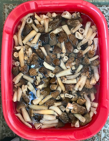 There are a lot of morels in a plastic red container after picking mushrooms in the forest. They are appreciated by chefs, gourmets, especially in French cuisine.