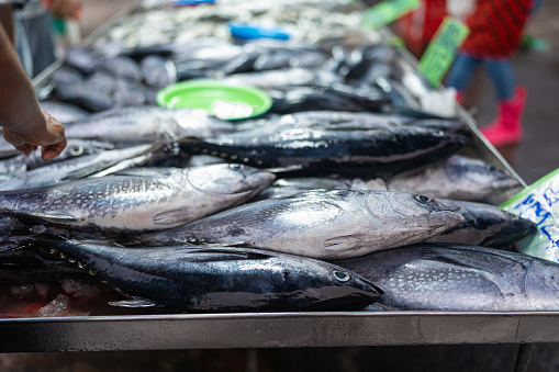 People hand choose and buy tuna seafood fish in traditional fishery market