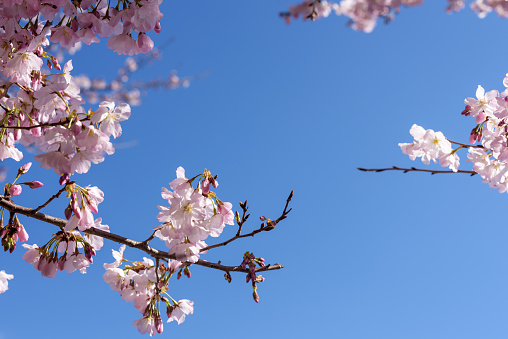 Cherry Blossoms against clear blue sky