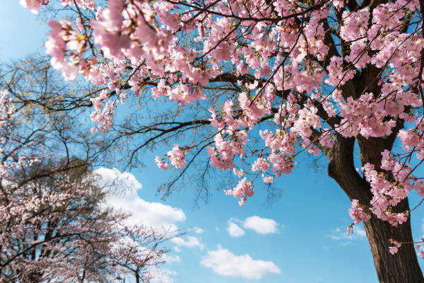 istock Beautiful cherry blossom sakura in spring time over blue sky. 2088000923