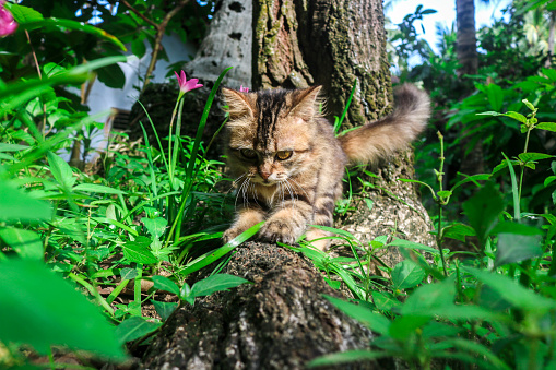 Maine Coon kitten scratches her claws on a tree trunk to sharpen her nails, kitten playing in nature