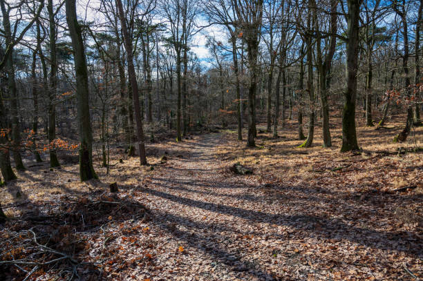 istock Narrow path in the autumn forest. 2088038768