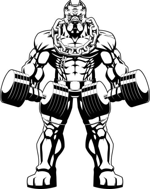 ilustrações de stock, clip art, desenhos animados e ícones de outlined muscular pitbull bodybuilder mascot doing exercise with dumbbells - 16207