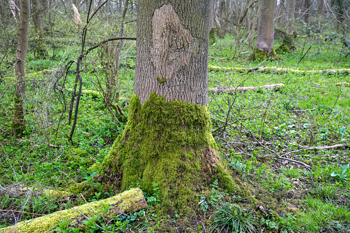 A scene from an opening in a forest a tree trunk with a blanket of moss covering from the forest bed