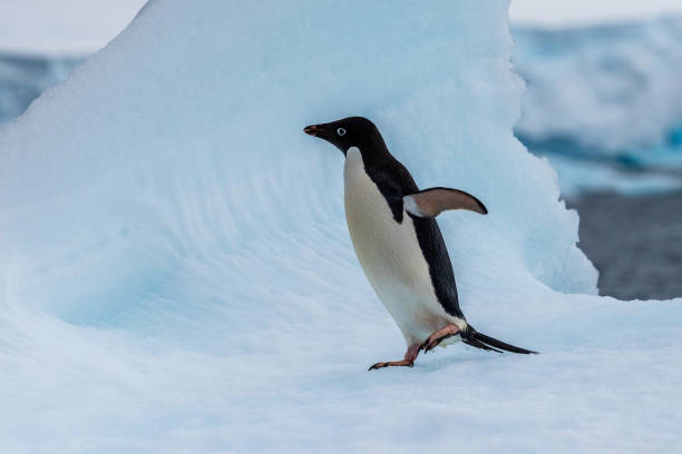 istock Adelie Penguin standing on an iceberg 2088047828
