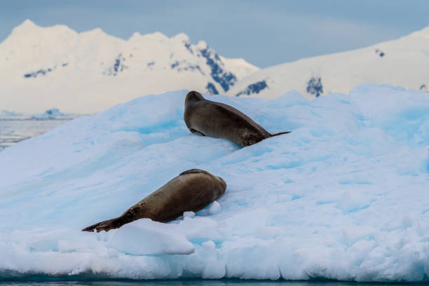istock Close-up of two Weddell seals 2088047868