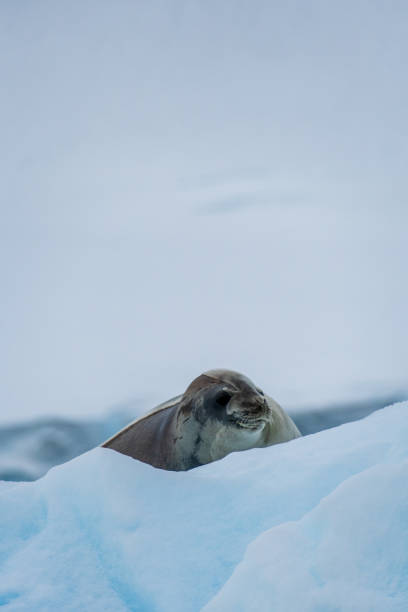 istock Close-up of a Weddell seal 2088047869