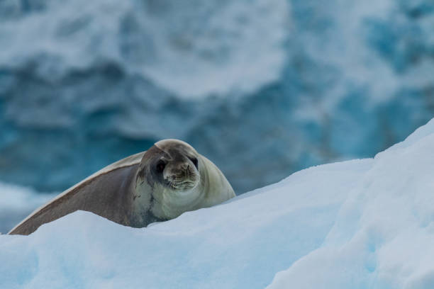 istock Close-up of a Weddell seal 2088047871