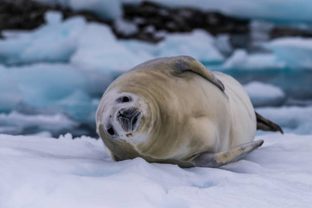 istock Crabeater Seal resting on a sheet of ice 2088047881