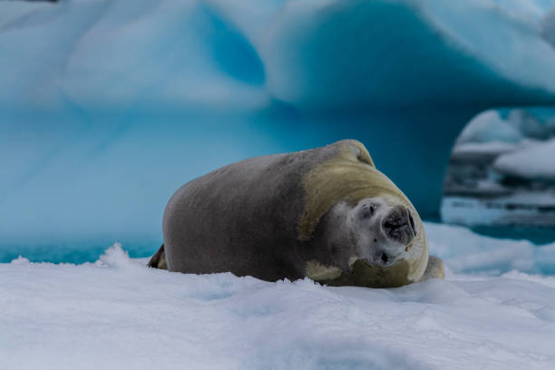 istock Crabeater Seal resting on a sheet of ice 2088048400