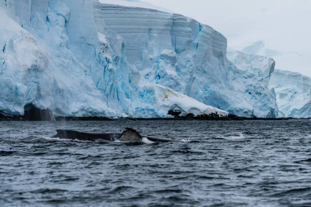 istock Tail of a humpback whale in the Antarctic 2088048424