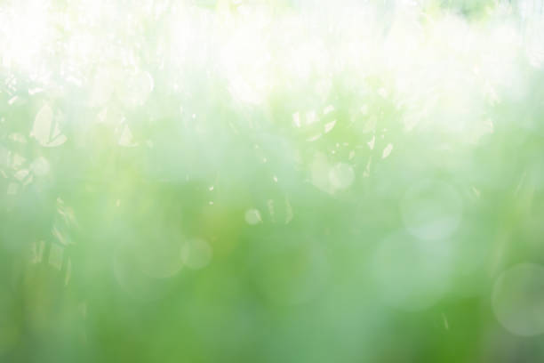 Grass Blur Green Background Spring Bokeh Garden Light Bright Easter Summer Fresh Lawn Plark Backdrop Foliage Effect Soft Focus Pattern Growht Plant Nature Mockup Zero Carbon Environment Eco System.