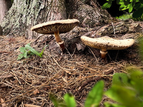 Close up mushrooms by tree