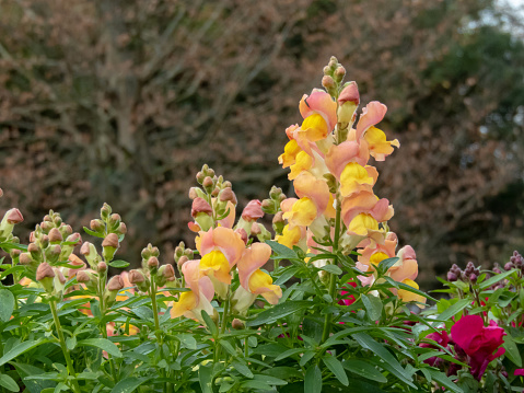 Antirrhinum majus flowering plant in the garden. Common snapdragon bright peach yellow flowers. 
Spike inflorescence.