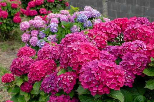 Dark pink hydrangea macrophylla flowering plants in the garden. Hortensia flowers.