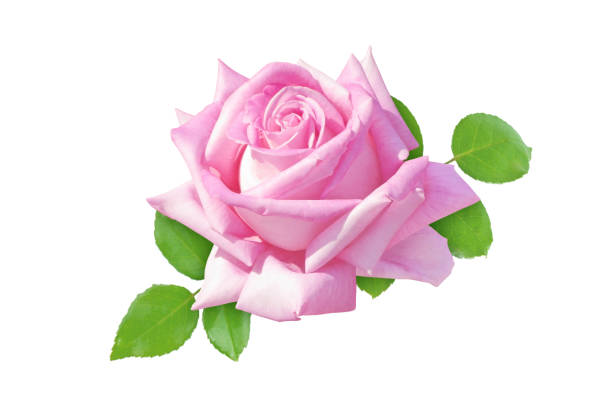 Close-Up Of Pink Rose