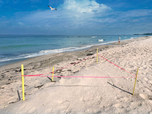 istock Protected turtle nest in tropical sandy beach of Siesta Key 2088075041