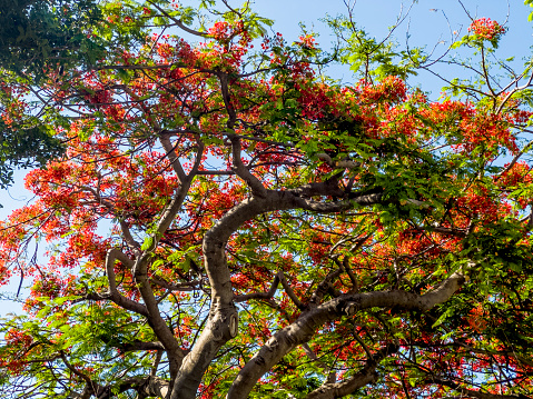 Flame tree in Key West, Florida