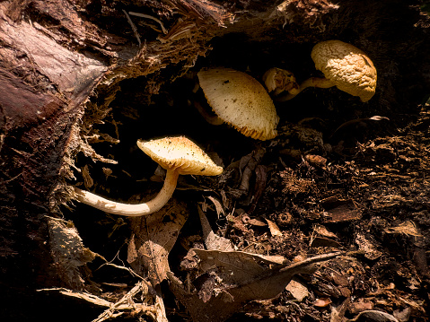 Wild mushrooms in nature