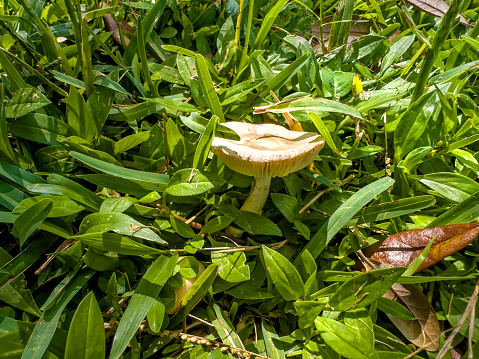 Close wild mushroom