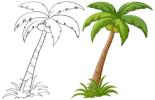 Vector illustration of Two stages of palm tree illustration, black and white and colored.