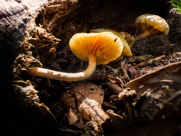 Wild mushrooms in nature