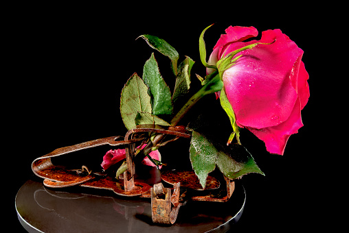Creative still life with beautiful red rose in an old rusty mousetrap on a black background