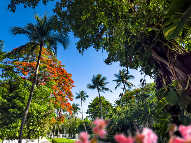 Island street with flame tree and palm trees in Key West, Florida