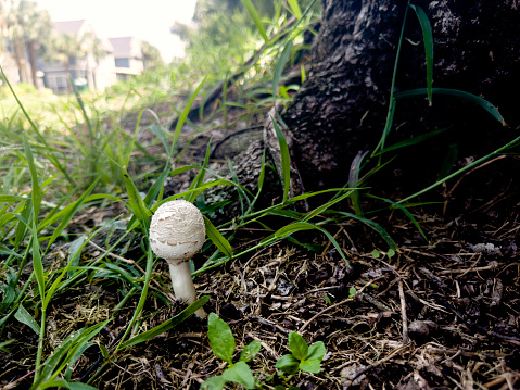 White mushrooms in green grassy field