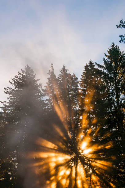 istock Radiant Sunrise Through Misty Swedish Forest Trees 2088093449