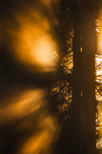 istock Radiant Sunrise Through Misty Swedish Forest Trees 2088093458