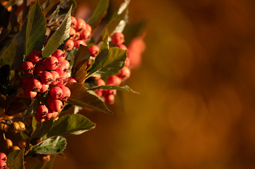 Autumn's Bounty: Vibrant Hawthorn Berries Adorn the Branches